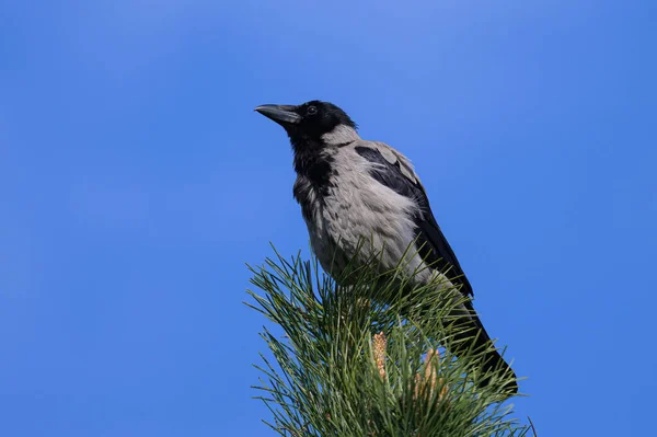 Carrion Crow Corvus Corone Sentado Uma Árvore Dia Ensolarado Primavera — Fotografia de Stock