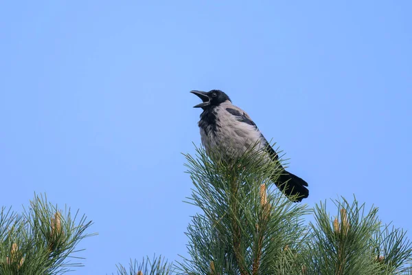 Carrion Crow Corvus Corone Sentado Uma Árvore Dia Ensolarado Primavera — Fotografia de Stock