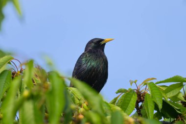 Bir ağaçta oturan sıradan bir sığırcık, mavi gökyüzü, ilkbaharda güneşli bir gün, Viyana (Avusturya))