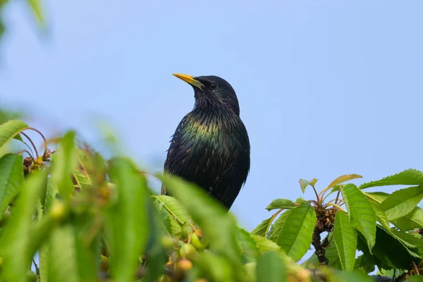 Common Starling Sitting Tree Blue Sky Sunny Day Spring Vienna — стоковое фото