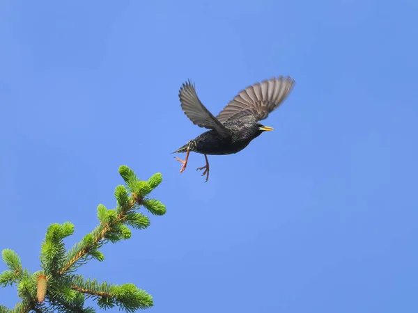Common Starling Taking Tree Blue Sky Sunny Day Spring Vienna — стоковое фото