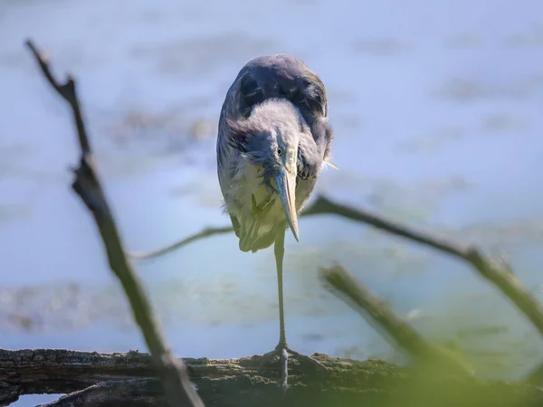 Grey Heron Ardea Cinerea Standing Pond Vienna Austria Sunny Day — Fotografia de Stock