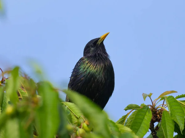 Étourneau Commun Assis Sur Arbre Ciel Bleu Journée Ensoleillée Printemps — Photo