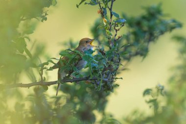 Yaygın bir bülbül çalılarda oturur, şarkı söyler, baharda güneşli bir sabah, Viyana 'da (Avusturya))