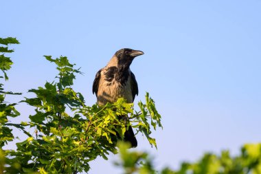 Baharda güneşli bir günde ağaçta oturan bir Carrion Crow (Corvus corone) (Viyana, Avusturya)