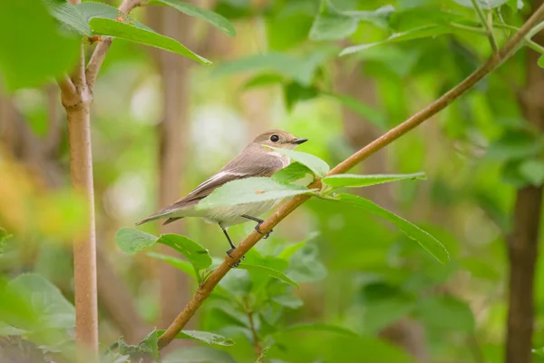春天的时候 一个欧洲的雌性捕鸟人坐在花园里的灌木丛里 — 图库照片