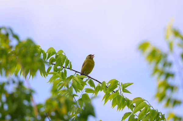 春天的早晨 在奥地利维也纳 一只欧洲绿雀坐在一棵树上 喘息着 阳光灿烂 — 图库照片
