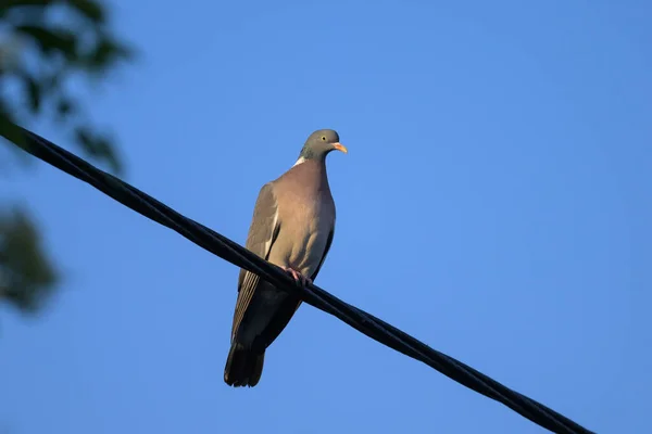 Common Wood Pigeon Sitting Cable Blue Sky Sunny Morning Springtime — Stock Photo, Image