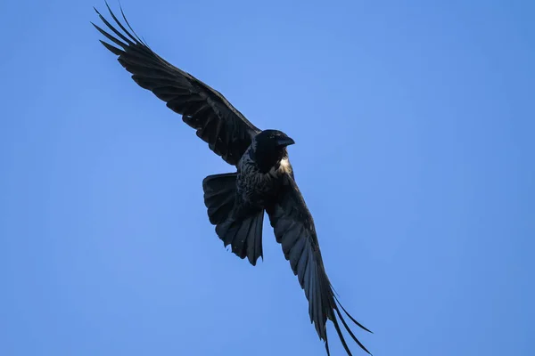 Carrion Crow Flight Blue Sky Sunny Day Springtime Vienna Austria — Stock Photo, Image