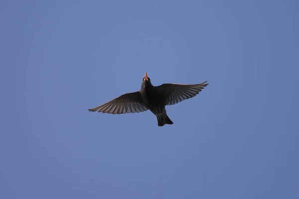 Étourneau Commun Vol Ciel Bleu Matin Ensoleillé Printemps Vienne Autriche — Photo