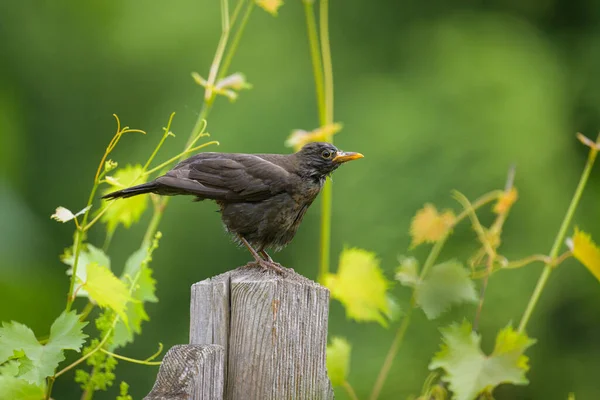 Merle Commun Femelle Assis Sur Poteau Dans Jardin Nettoyage Après — Photo