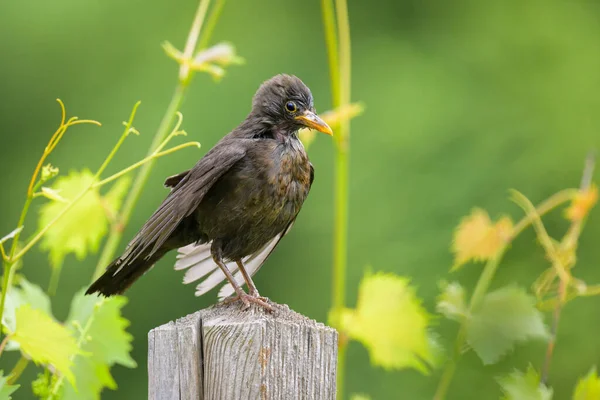 Een Vrouwtje Gewone Merel Zittend Een Paal Tuin Schoonmaken Het — Stockfoto