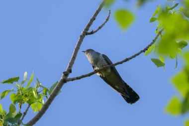 Ağaçta oturan sıradan bir guguk kuşu, mavi gökyüzü, ilkbaharda güneşli bir gün, Viyana (Avusturya))