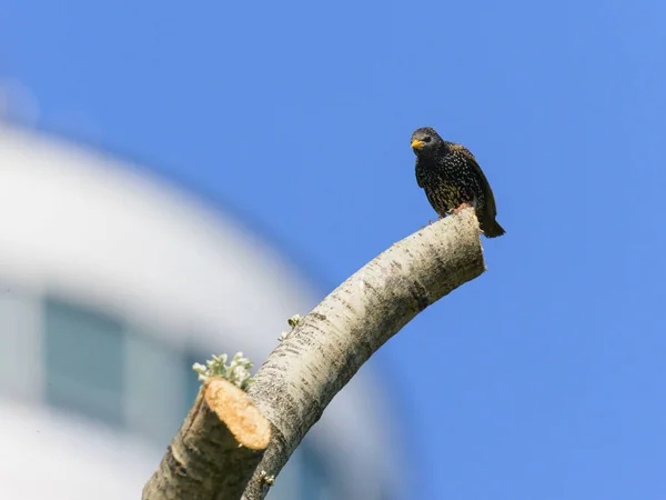 Ein Gemeiner Star Sitzt Auf Einem Baum Blauer Himmel Sonniger — Stockfoto