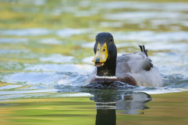 在维也纳 奥地利 一只雄性野鸭 Anas Platyrhynchos 在水里游泳的肖像 春天阳光灿烂 — 图库照片