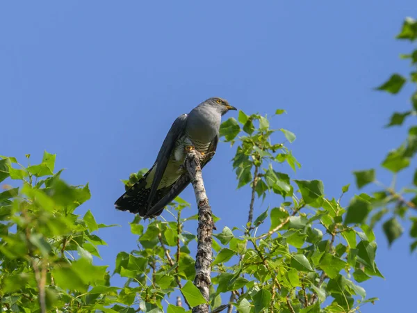 Common Cuckoo Sitting Tree Blue Sky Sunny Day Spring Vienna — стоковое фото