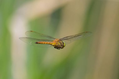 Uçan yeşil gözlü yusufçuk (Aeshna isoceles), baharda güneşli bir gün, Viyana (Avusturya))