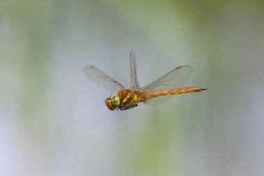 Uçan yeşil gözlü yusufçuk (Aeshna isoceles), baharda güneşli bir gün, Viyana (Avusturya))