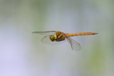 Uçan yeşil gözlü yusufçuk (Aeshna isoceles), baharda güneşli bir gün, Viyana (Avusturya))