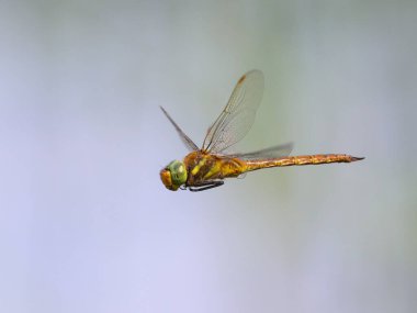 Uçan yeşil gözlü yusufçuk (Aeshna isoceles), baharda güneşli bir gün, Viyana (Avusturya))