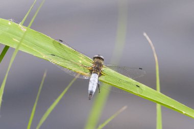 Deniz kenarında dinlenen seyrek avlanan bir yusufçuk (Libellula fulva), baharda güneşli bir gün, Viyana (Avusturya))