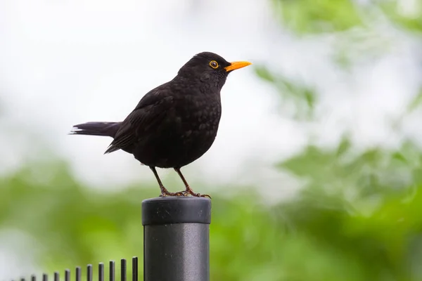 Een Mannelijke Merula Turdus Merula Zittend Een Hek Groene Achtergrond — Stockfoto