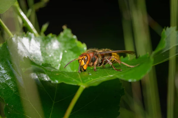 Μια Ευρωπαϊκή Σφήκα Vespa Crabro Κάθεται Ένα Πράσινο Φύλλο Ηλιόλουστη — Φωτογραφία Αρχείου