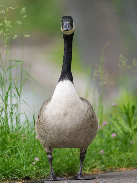 Portrait of a Canada Goose in a meadow, rainy day in springtime, Vienna (Austria)