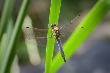 Yeşil bir bitkinin üzerinde dinlenen siyah kuyruklu bir yusufçuk sineği (Orthetrum iptali)