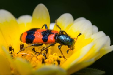 Renkli damalı böcek (Trichodes apiarius, Cleridae) bir çiçeğin içinde oturuyor