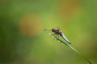 Geniş gövdeli kovalayan yusufçuk (Libellula depressa) yeşil bir bitkinin üzerinde dinlenir.