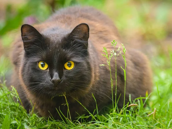 Sarı Gözlü Siyah Bir Kedinin Portresi Baharda Bulutlu Bir Gün — Stok fotoğraf
