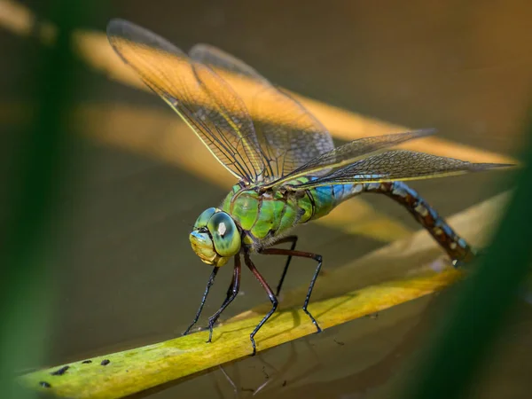 Una Libélula Emperador Anax Imperator Depositando Huevos Agua Día Soleado — Foto de Stock