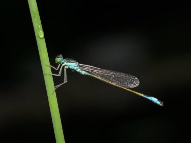 Yaygın bir bluetail kızböceği (Ischnura elegans) yazın güneşli bir günde çimlerin üzerinde dinlenir, Viyana (Avusturya))