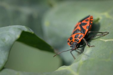 Siyah kırmızı lahana böceği (Eurydema ventralis) bir yaprağın üzerinde güneşli bir bahar günü, Viyana 'da (Avusturya) oturmaktadır.)