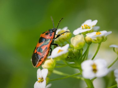 Beyaz bir çiçekte oturan siyah kırmızı lahana böceği (Eurydema ornata), baharda güneşli bir gün, Viyana 'da (Avusturya))
