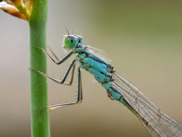 Közös Kékúszójú Lepke Ischnura Elegans Füvön Nyári Napsütéses Napon Bécsben — Stock Fotó