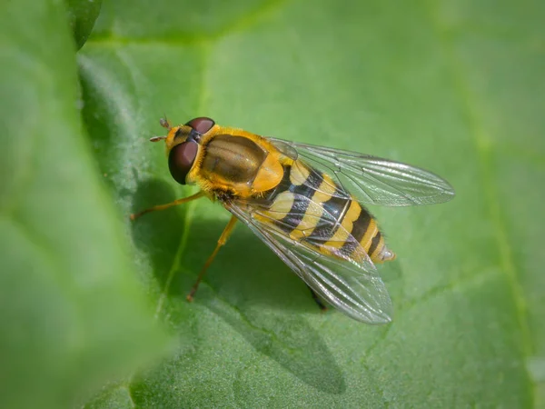 Hoverfly Syrphus Ribesii Sentado Uma Folha Verde Dia Ensolarado Primavera — Fotografia de Stock