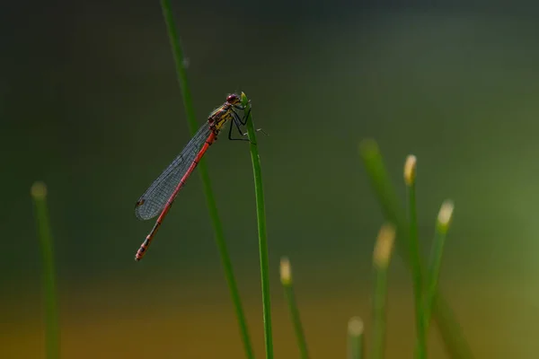 Una Gran Mosca Roja Pyrrhosoma Nymphula Descansando Sobre Una Hierba —  Fotos de Stock