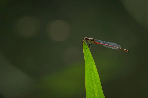 位于奥地利维也纳的一个阳光明媚的夏天 一只红色的大蜻蜓栖息在草地上 — 图库照片