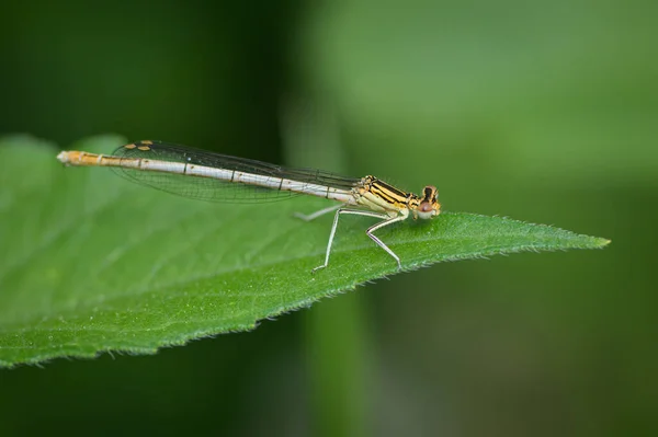 Common Winter Damselfly Sympecma Fusca Resting Leaf Springtime Vienna Austria — Stock Photo, Image