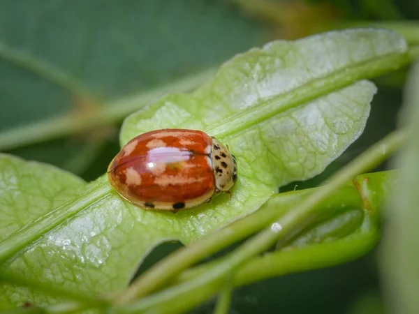 Čtyřbodový Brouk Harmonia Quadripunctata Sedící Zeleném Listě Slunečný Jarní Den — Stock fotografie