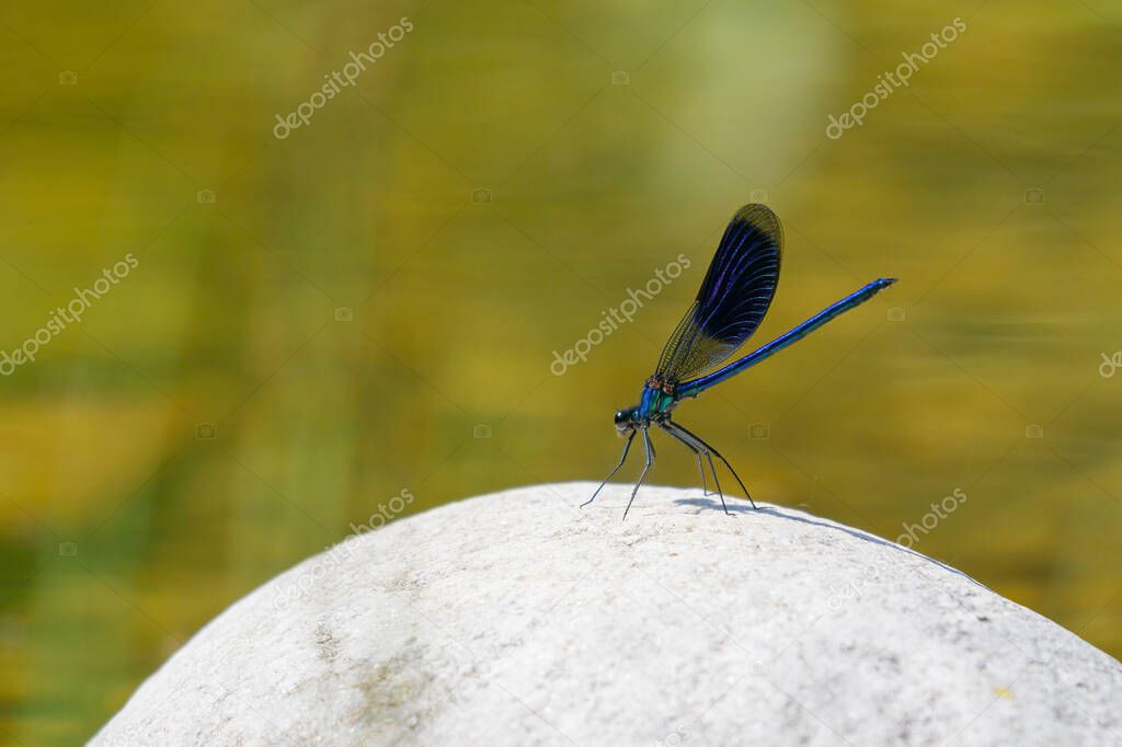 A male banded demoiselle (Calopteryx splendens) resting on a white stone, sunny day in summer, Vienna (Austria)