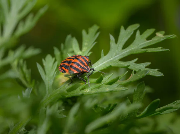 Striped Bug Graphosoma Italicum Pentatomidae Sitting Green Leaf Sunny Day — Foto de Stock