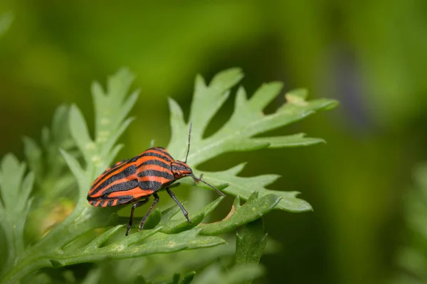 Inseto Listrado Graphosoma Italicum Pentatomidae Sentado Uma Folha Verde Dia — Fotografia de Stock