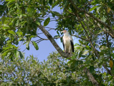 Murchison Falls Ulusal Parkı 'nda (Uganda) ağaçta oturan fındık beyinli bir akbaba mayıs sabahı