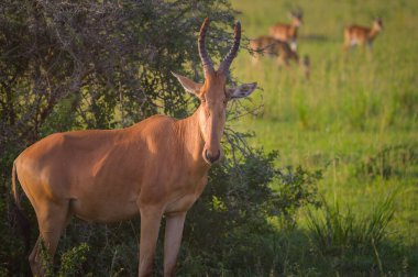Murchison Falls Ulusal Parkı 'nda (Uganda) bir antilop portresi, mayıs ayında güneşli bir sabah