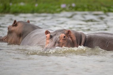 Sudaki bir grup su aygırı, Murchison Falls Ulusal Parkı (Uganda), Mayıs ayının güneşli sabahı