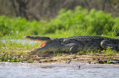 Güneşli bir mayıs sabahı, Murchison Falls Ulusal Parkı 'nda (Uganda) güneşin altında dinlenen bir Nil timsahının portresi.