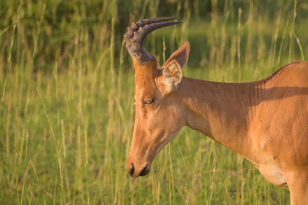 Retrato Hartebeest Alcephalus Lelwel Parque Nacional Murchison Falls Uganda Manhã — Fotografia de Stock